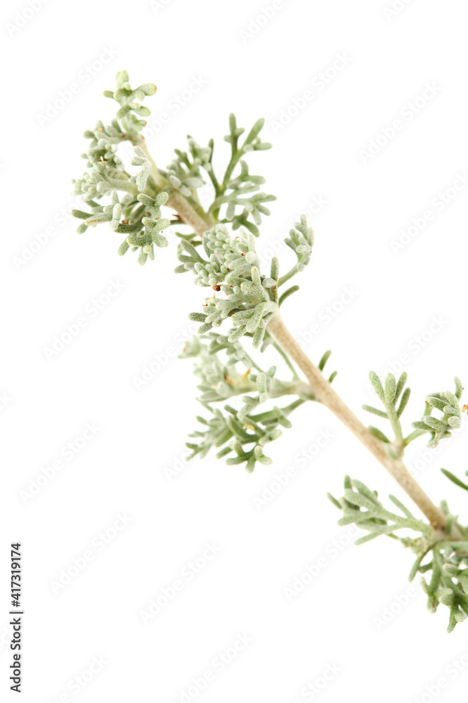 Flora of Gran Canaria - Artemisia reptans, wormwood species listed as protected on Canary Islands, isolated on white