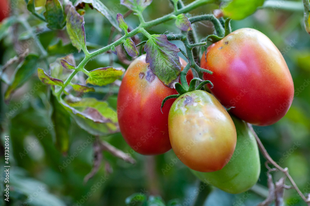 Tomato fruits damaged by bacterial disease. Moisture cracked tomatoes. Tomatoes dried up from pests.