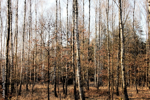 Fototapeta Naklejka Na Ścianę i Meble -  Brzozy