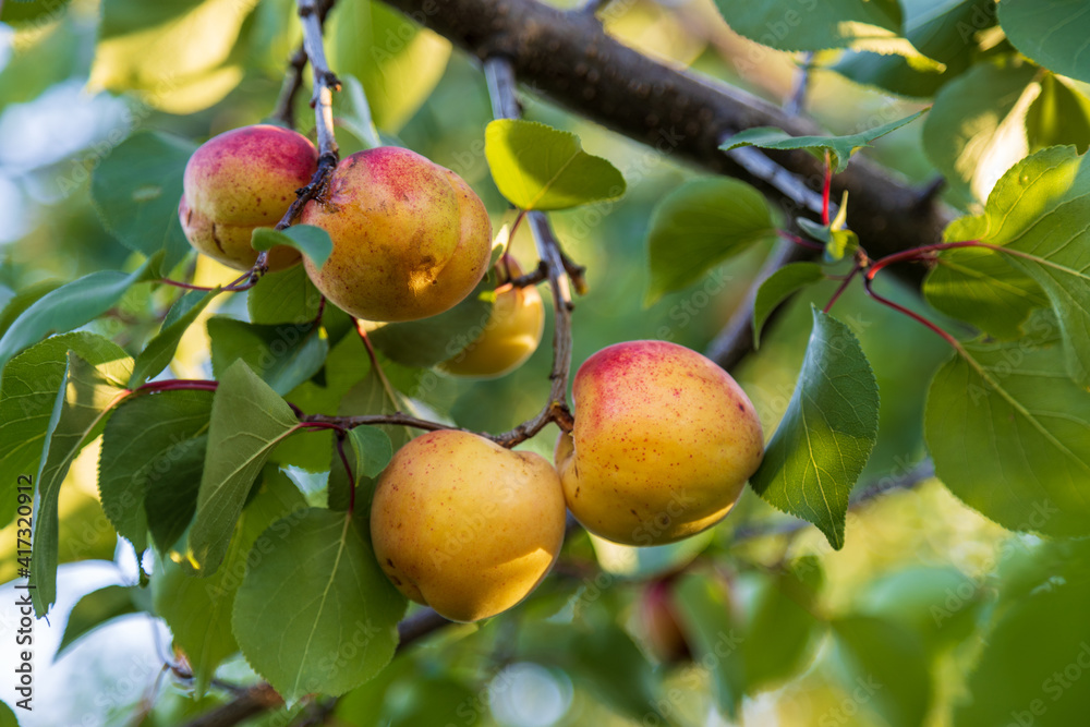 Ripe apricot hanging on a tree branch with sunshine during sunny summertime day. Healthy eating concept.