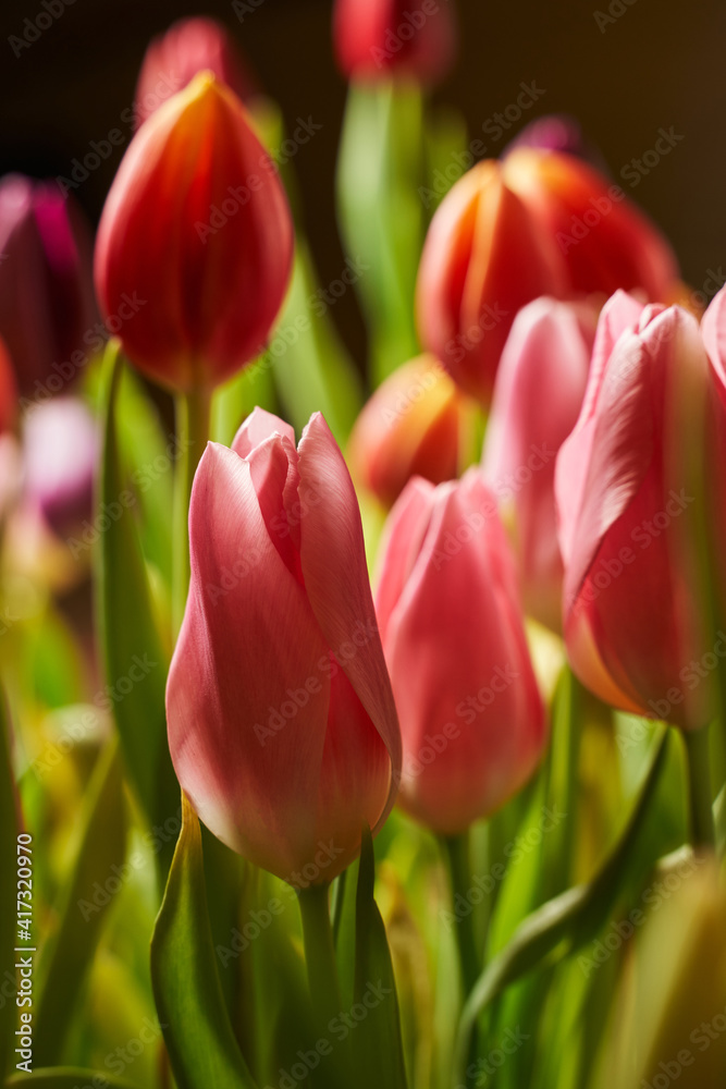 spring vertical background. beautiful multicolored tulips buds in selective focus