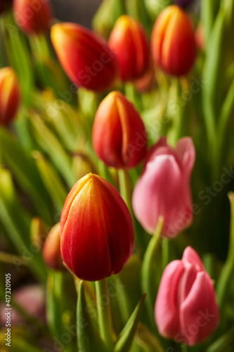 beautiful multi-colored tulips in the garden. selective focus
