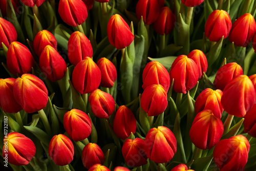 spring background. beautiful red tulips with yellow tops grow close to each other in the garden bed. view from above