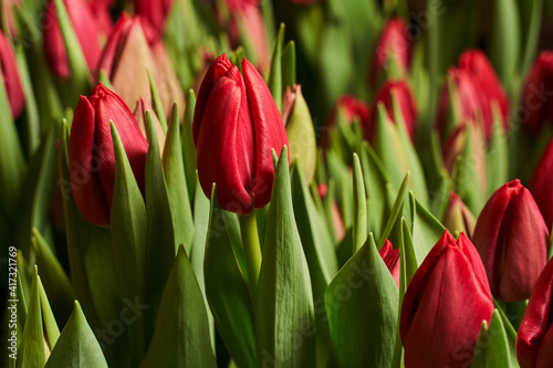 floral background. tulip buds in a red garden bed in green foliage close