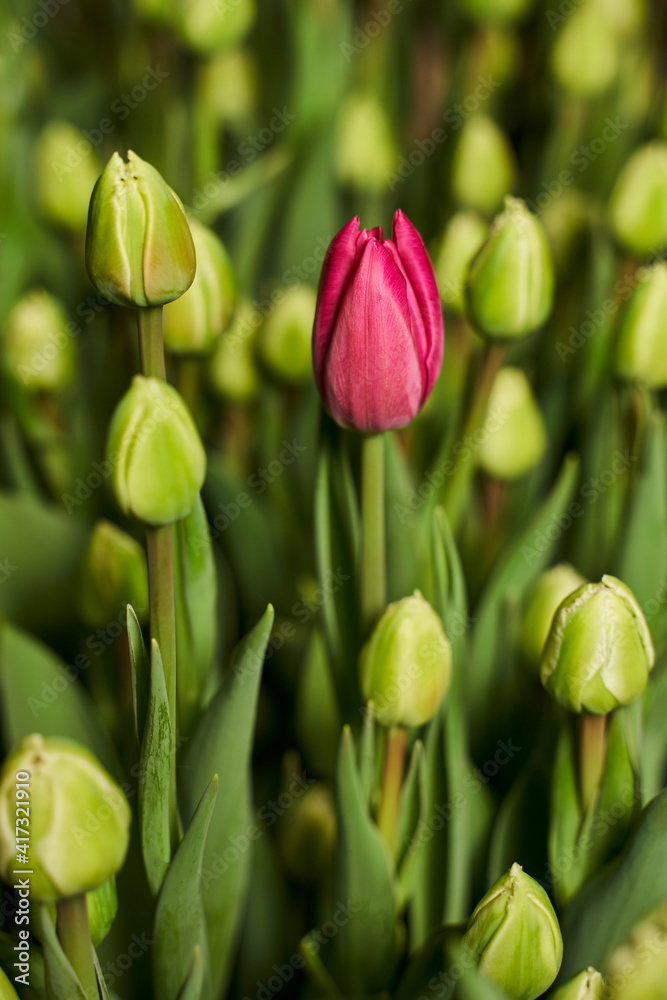 one special eye-catching pink tulip set against a backdrop of closed green buds. vertical background of tulip buds. one special eye-catching pink tulip set against a backdrop of closed green buds. vertical background of tulip buds.