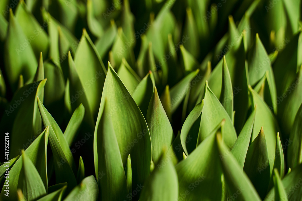 Obraz premium green leaves with sharp tips. beautiful green background