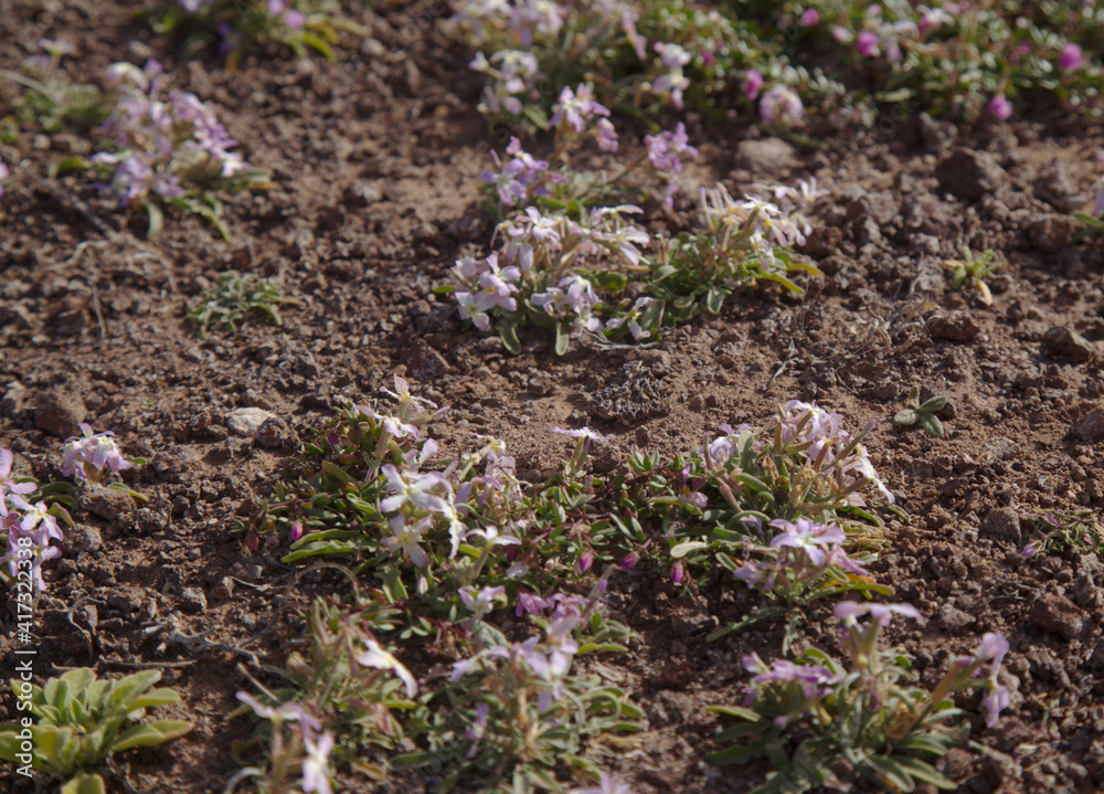 Flora of Gran Canaria - Matthiola bolleana, Canary stock flower, endemic to the Canary Islands, very low-growing specimens
growing on a windy mountain top
Flora of Gran Canaria - Matthiola bolleana, Canary stock flower, endemic to the Canary Islands, very low-growing specimens
growing on a windy mountain top