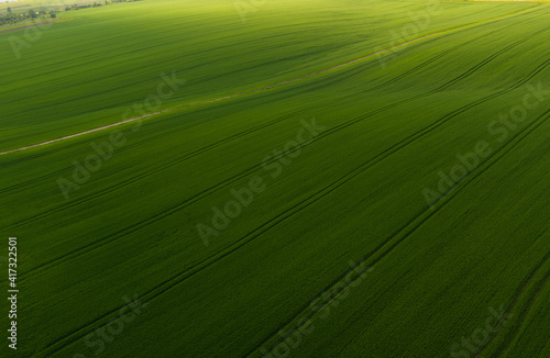 Aerial view of an endless agriculture field in countryside on a spring day. Ukrainian landscapes. Green harvest field. Land covered with green grass. Green wheat field. Drone shot.