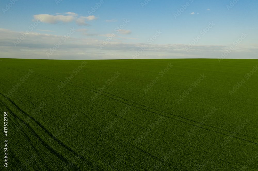 Naklejka premium Beautiful horizon. Panoramic view of an endless agriculture field in countryside and a blue cloudy sky. Ukrainian landscapes. Green harvest field. Land covered with green grass. Green wheat field.