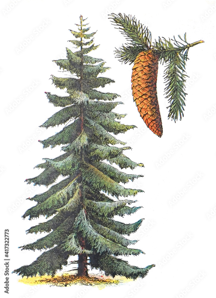 Norway spruce (Picea abies) - vintage illustration from Larousse du xxe  siècle Stock Illustration | Adobe Stock
