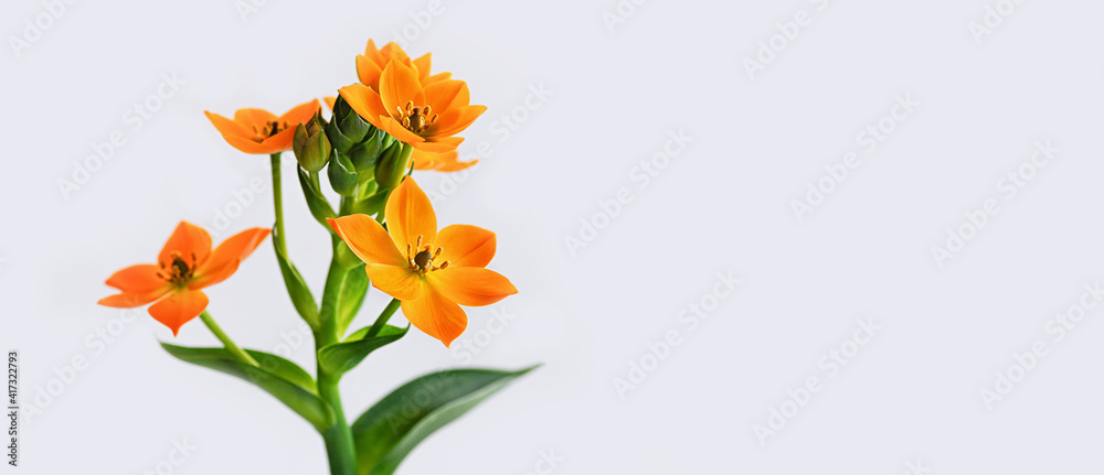 Blooming yellow Ornithogalum Dubium on a white background. Copy space. Close-up.
