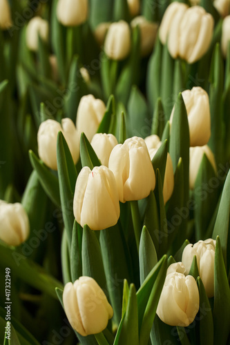 spring vertical background. beautiful white tulips with round buds grow close to each other in the garden bed.