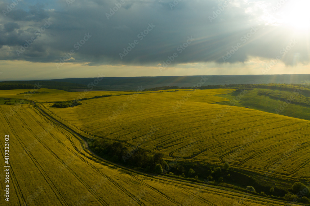 Beautiful horizon. Panoramic view of an agriculture field in countryside and a blue cloudy sky. Ukrainian landscapes. Yellow harvest field. Land covered with yellow wheat grass and green forests.
