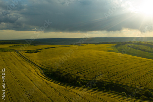 Fototapeta Naklejka Na Ścianę i Meble -  Beautiful horizon. Panoramic view of an agriculture field in countryside and a blue cloudy sky. Ukrainian landscapes. Yellow harvest field. Land covered with yellow wheat grass and green forests.