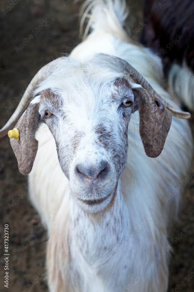 Obraz premium portrait of a goat