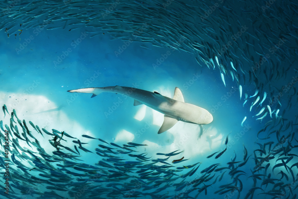Obraz premium Shark and small fishes in ocean