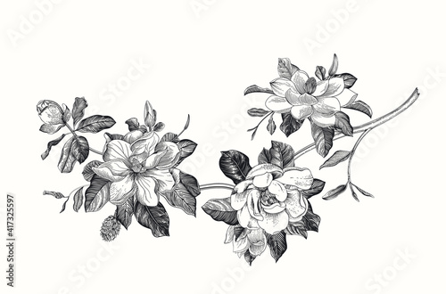 Magnolia grandiflora. Vector vintage botanical illustration. Black and white