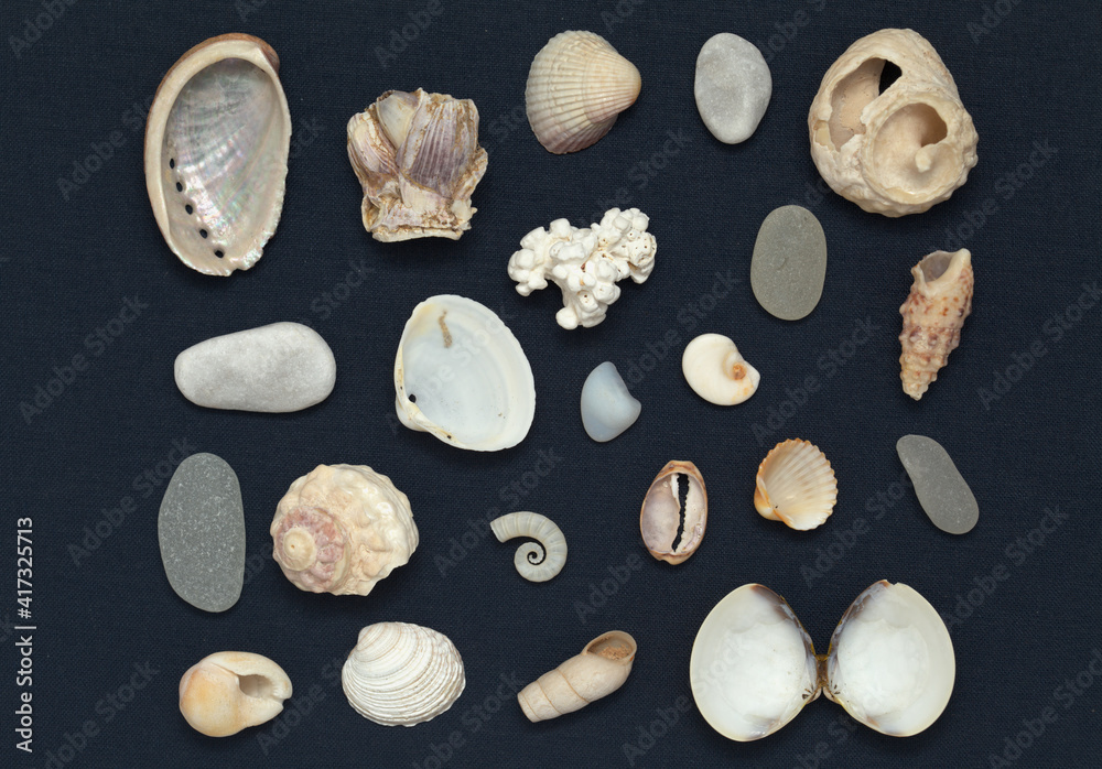 Flat lay arrangements of sea shells and other things collected on beaches