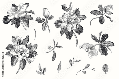 Magnolia grandiflora. Vector vintage botanical illustration. Set. Black and white