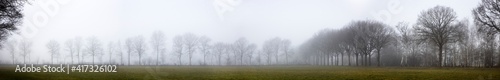 Foggy landscape. Line of trees. Misty. Havelte. Drenthe Netherlands. Panorama.