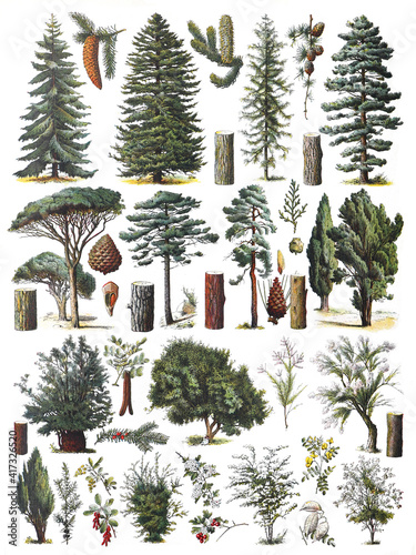 Tree collection - vintage illustration from Larousse du xxe siècle