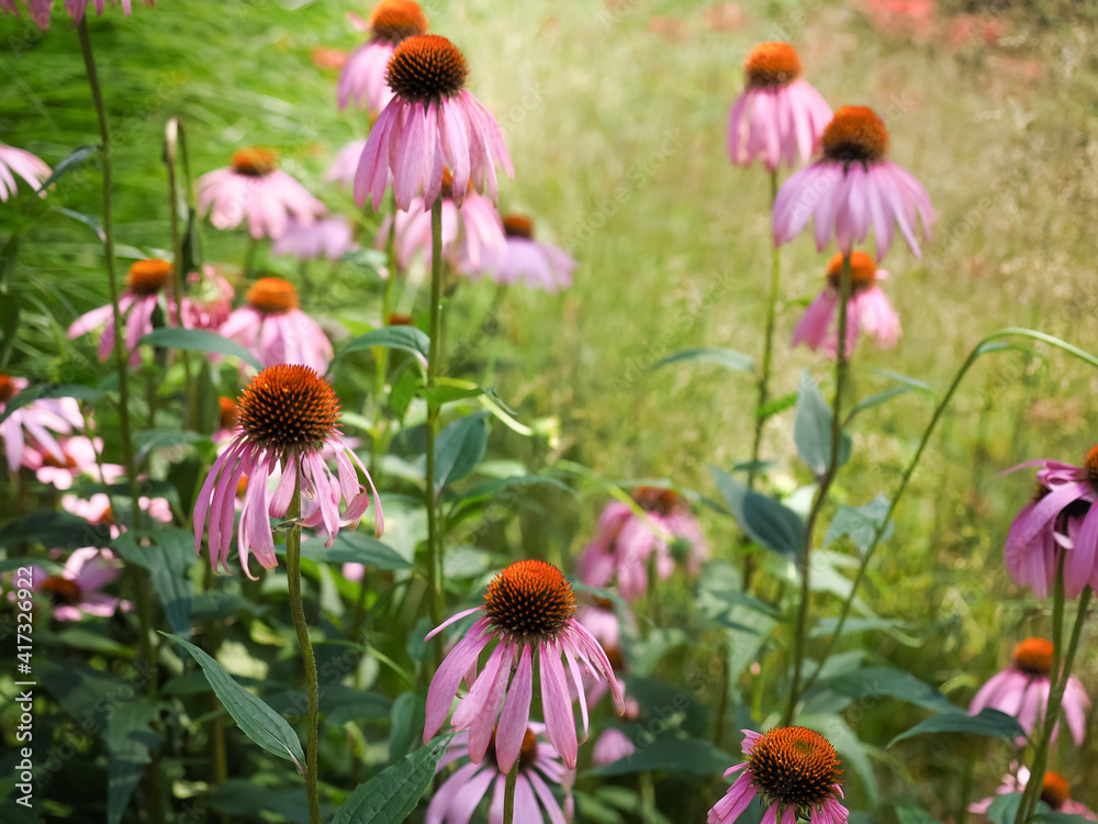 Obraz premium エキナセア Echinacea purpurea エキナケア