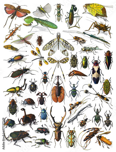 Φωτογραφία Insects biodiversity collection- vintage illustration from Larousse du xxe siècl