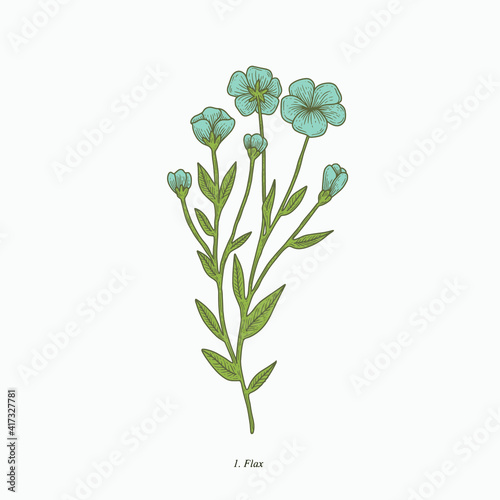 flax flower hand drawn vintage botanical vector illustration. Isolated scientific plant illustration isolated on white background. Graphic design resources