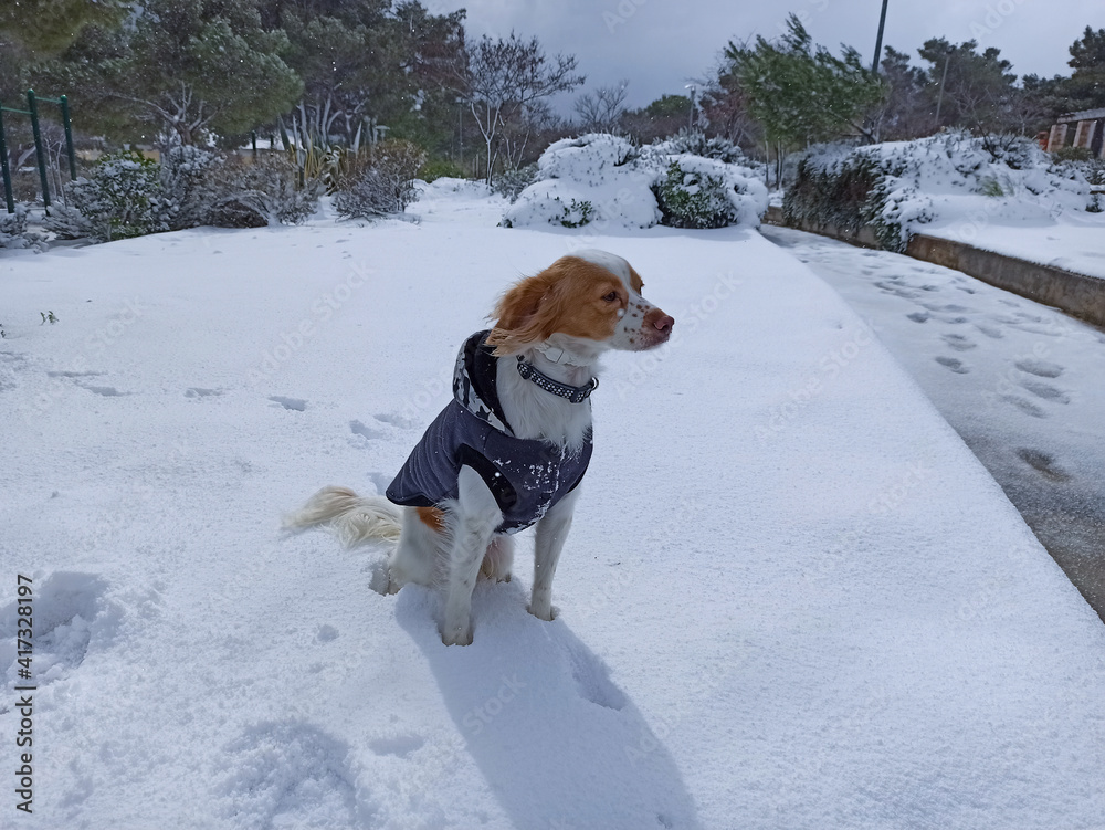 Kokoni dog at the snowy Athens during the bad weather of Medea in the area of Galatsi 