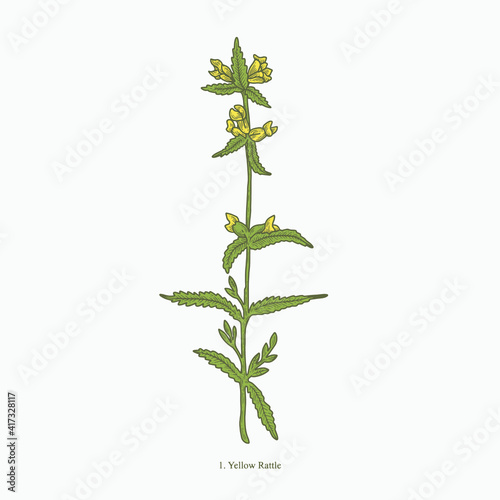 yellow rattle hand drawn vintage botanical vector illustration. Isolated scientific plant illustration isolated on white background. Graphic design resources photo