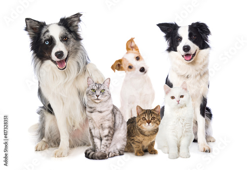 Pets isolated on white background