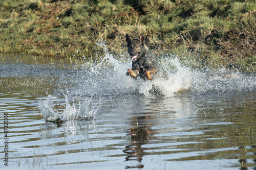 German shepherd dog playing in water with dog toy