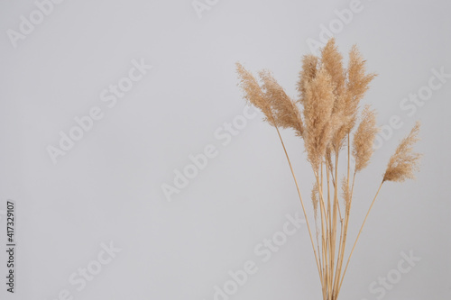 pampas grass. Reed Plume Stem, Dried Pampas Grass, Decorative Feather Flower Arrangement for Home, New Trendy Home Decor.