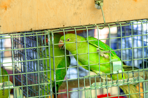 Beautiful Parrot in a cage. Tropical parrot as a pet. The parrots are colorful and cute.