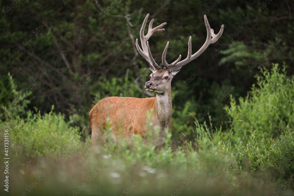 Naklejka premium Red deer, cervus elaphus, with big antlers looking in forest in summertime nature. Wild mammal observing in woodland in spring. Brown stag standing in bushes.