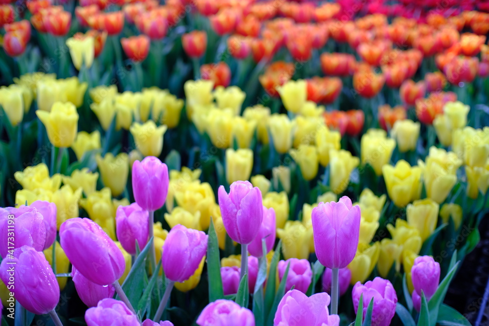 Big field of yellow violet and red tulips in garden. Big field of yellow violet and red tulips in garden.