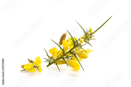 Fresh Yellow Gorse in flower isolated on white background. Ulex europaeus photo