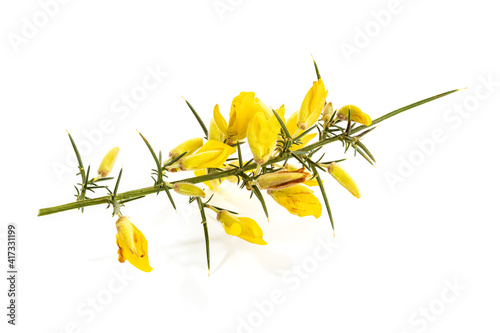Tableau sur toile Fresh Yellow Gorse in flower isolated on white background
