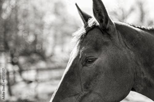 Close-up of horse head photo