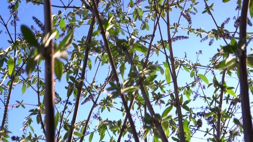 Branches with green leaves in sunlight against clear blue sky