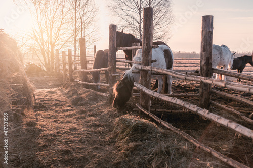 A village pony eats up the rest of the hay behind a wooden fence in the morning.