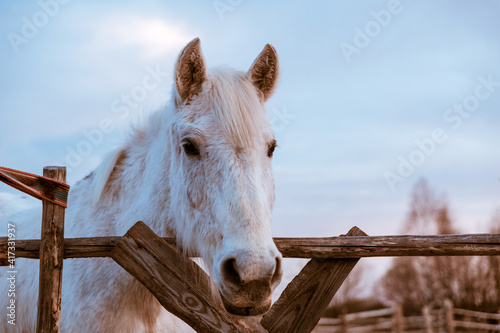 Beautiful white rural horse eats hay behind a wooden fence on blue sky.