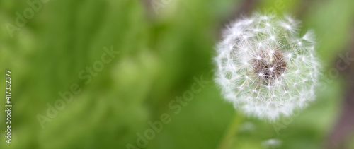 white dandelion on a green background close-up. ready to fly