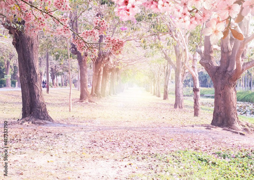 Tunnel Pink Flowers Tabebuia Rosea Blossom .Tabebuia rosea