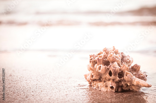 hermit crab Shell On Golden Beach 