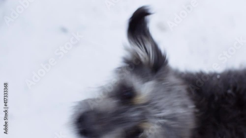 Cute funny dog muzzle looking up at cold feeze wintertime. Close-up view of adorable furry grey dog looking at camera and jumping at snowy winter day photo