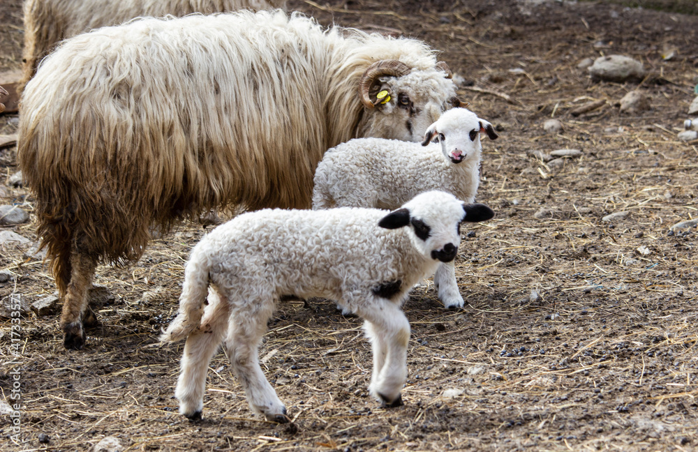 Young lambs in the mountains of Romania Young lambs in the mountains of Romania