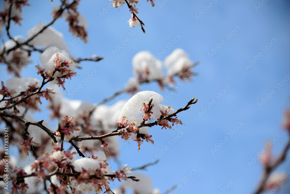 A blossoming apricot tree covered with snow A blossoming apricot tree covered with snow