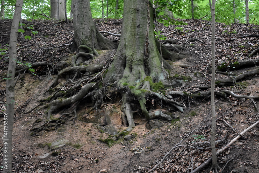 roots of an old tree roots of an old tree
