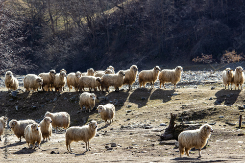 Flock of sheep on the pasture
